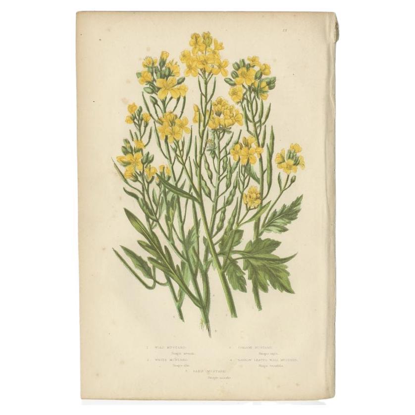 Decorative Antique Botany Print of Wild Mustard, c.1860