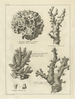 Decorative Antique Engraving of Stone Corals, 1773