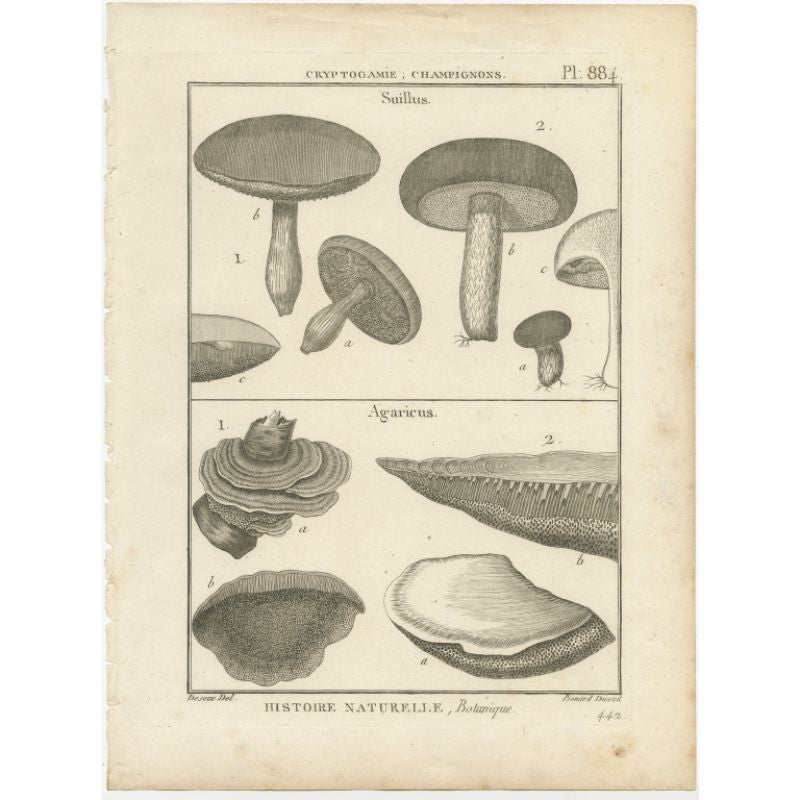 Antique print titled 'Pl. 884 Cryptogamie, Champignons'. Old print showing suilles, a genus of basidiomycete fungi in the family Suillaceae and order Boletales. Below, a print of agaricus, a genus of mushrooms containing both edible and poisonous