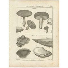 Decorative Antique Engraving of Suillus and Agaricus Mushrooms, c.1800
