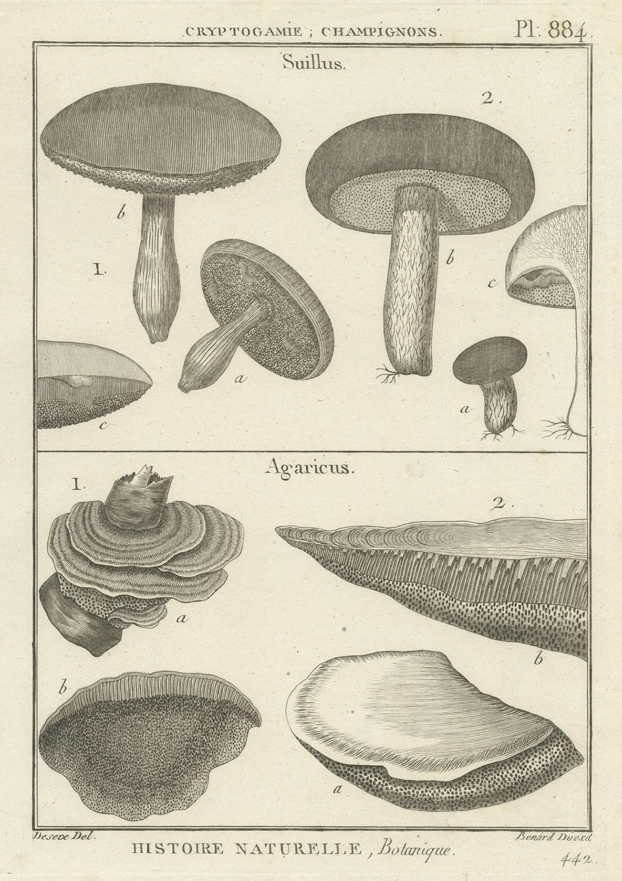 mushroom picart