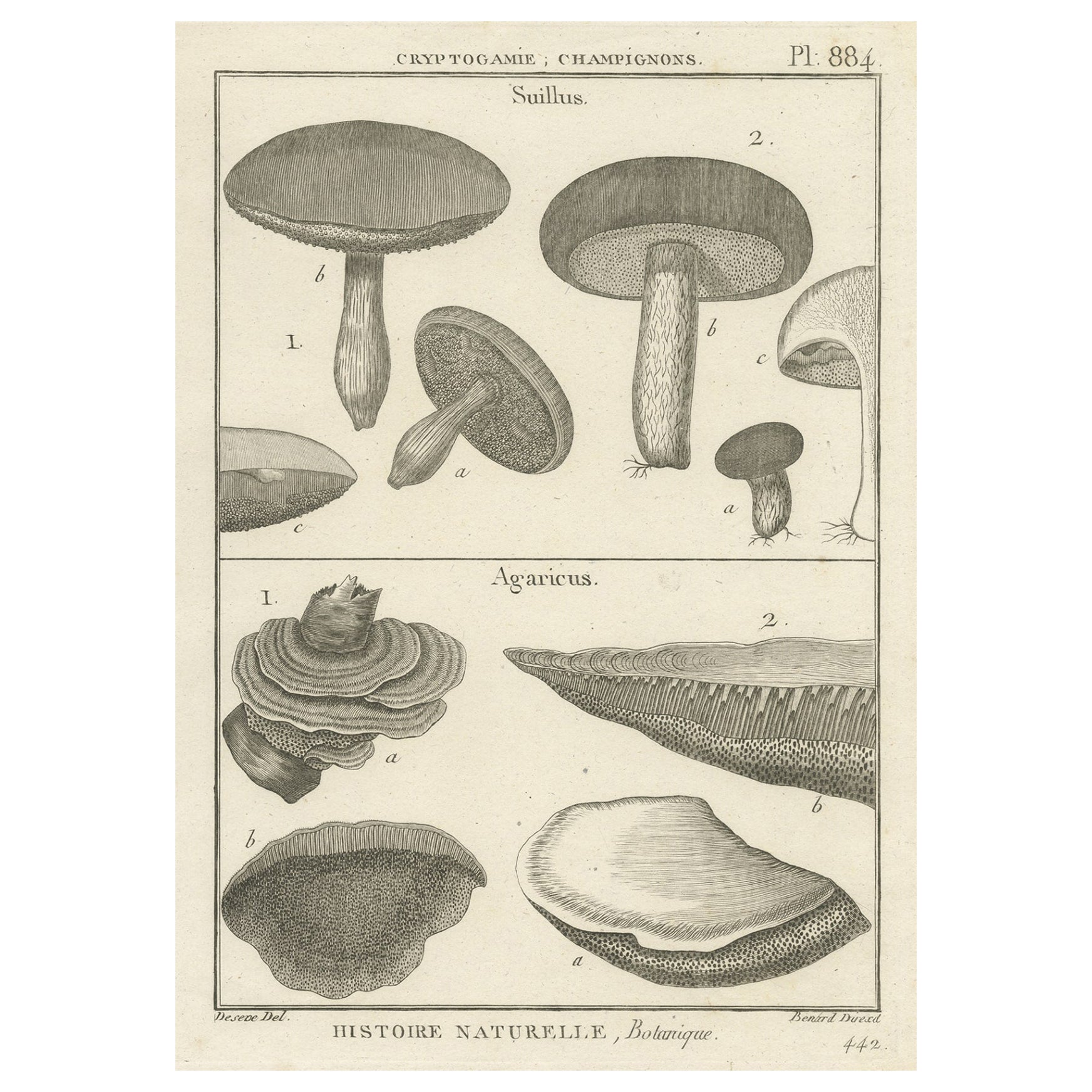 Gravure ancienne décorative représentant des champignons de Suillus et d'Agrahamique, vers 1800 en vente