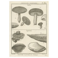 Dekorative antike Gravur von Suillus- und Agaricus-Muscheln, um 1800