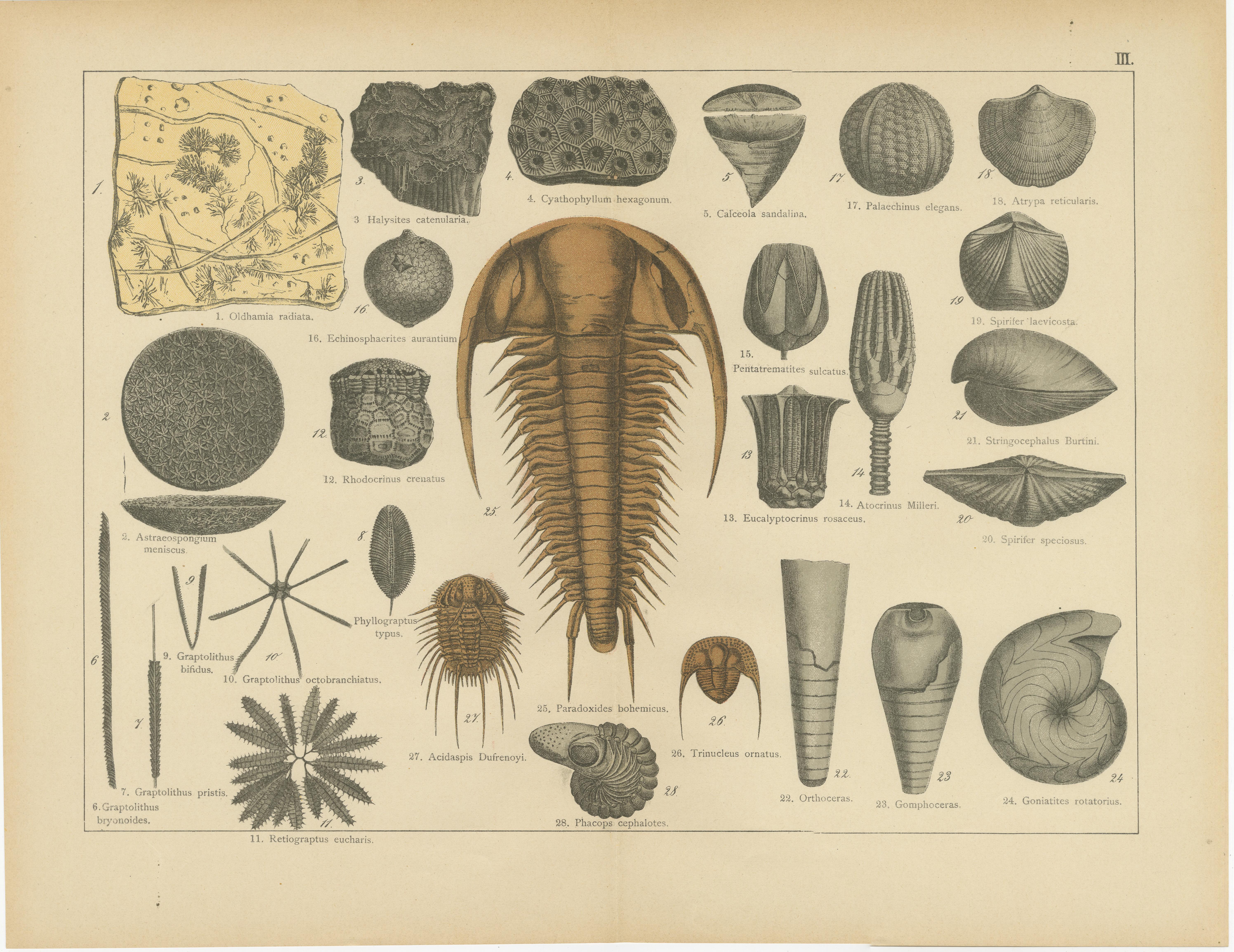 Stampe antiche sui fossili - Trilobiti, Crinoidi, Pesci fossili e Misure di carbone, 1880 ca.

Questa coppia di litografie originali proviene dalla Naturgeschichte di Schubert, un'enciclopedia di storia naturale del XIX secolo riccamente illustrata.