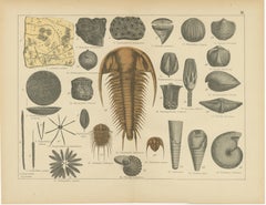 Decorative Antique Fossil Prints – Trilobites, Crinoids & Coal Measures, 1880