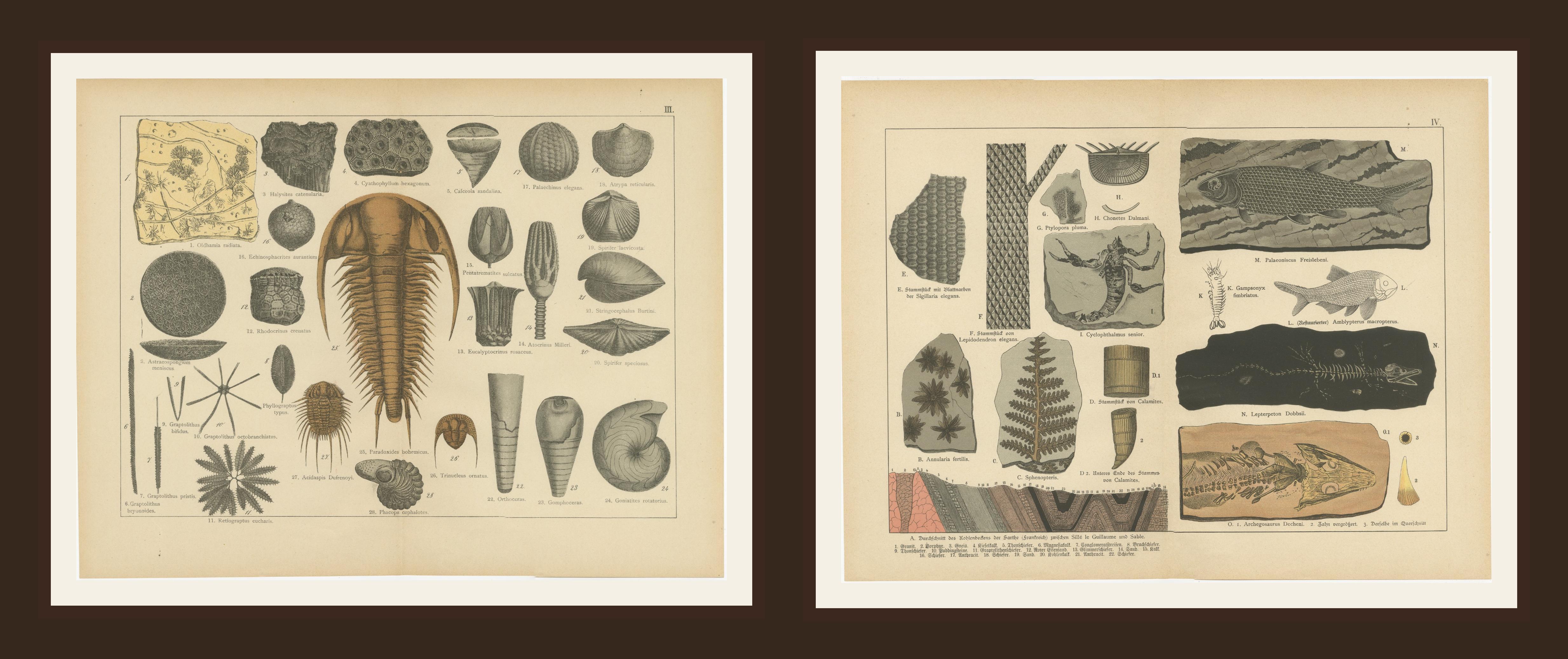 Stampe antiche decorative sui fossili - Trilobiti, crinoidi e falde di carbone, 1880 In condizioni buone in vendita a Langweer, NL