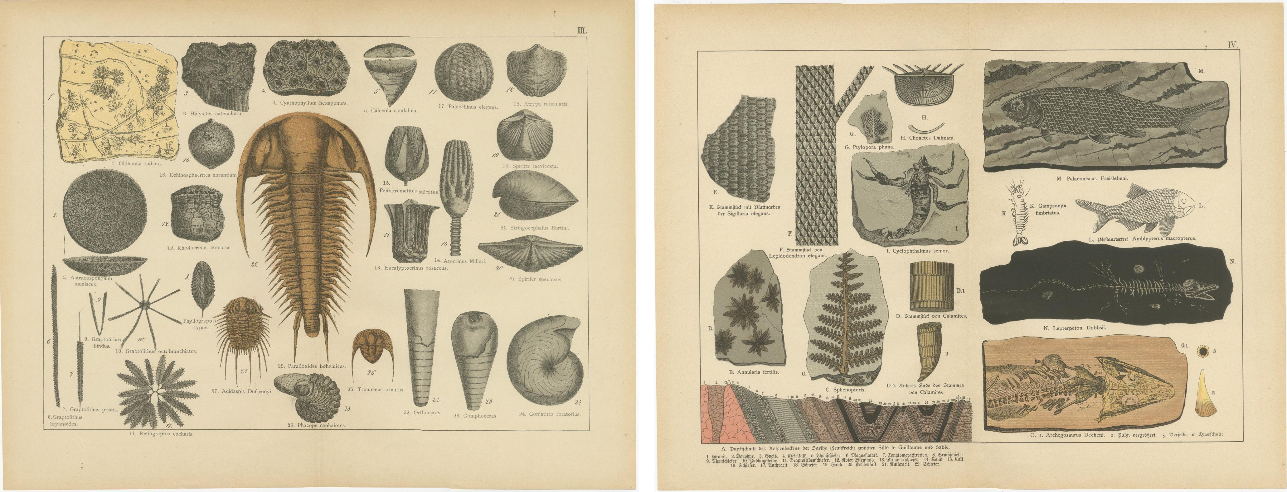 XIX secolo Stampe antiche decorative sui fossili - Trilobiti, crinoidi e falde di carbone, 1880 in vendita
