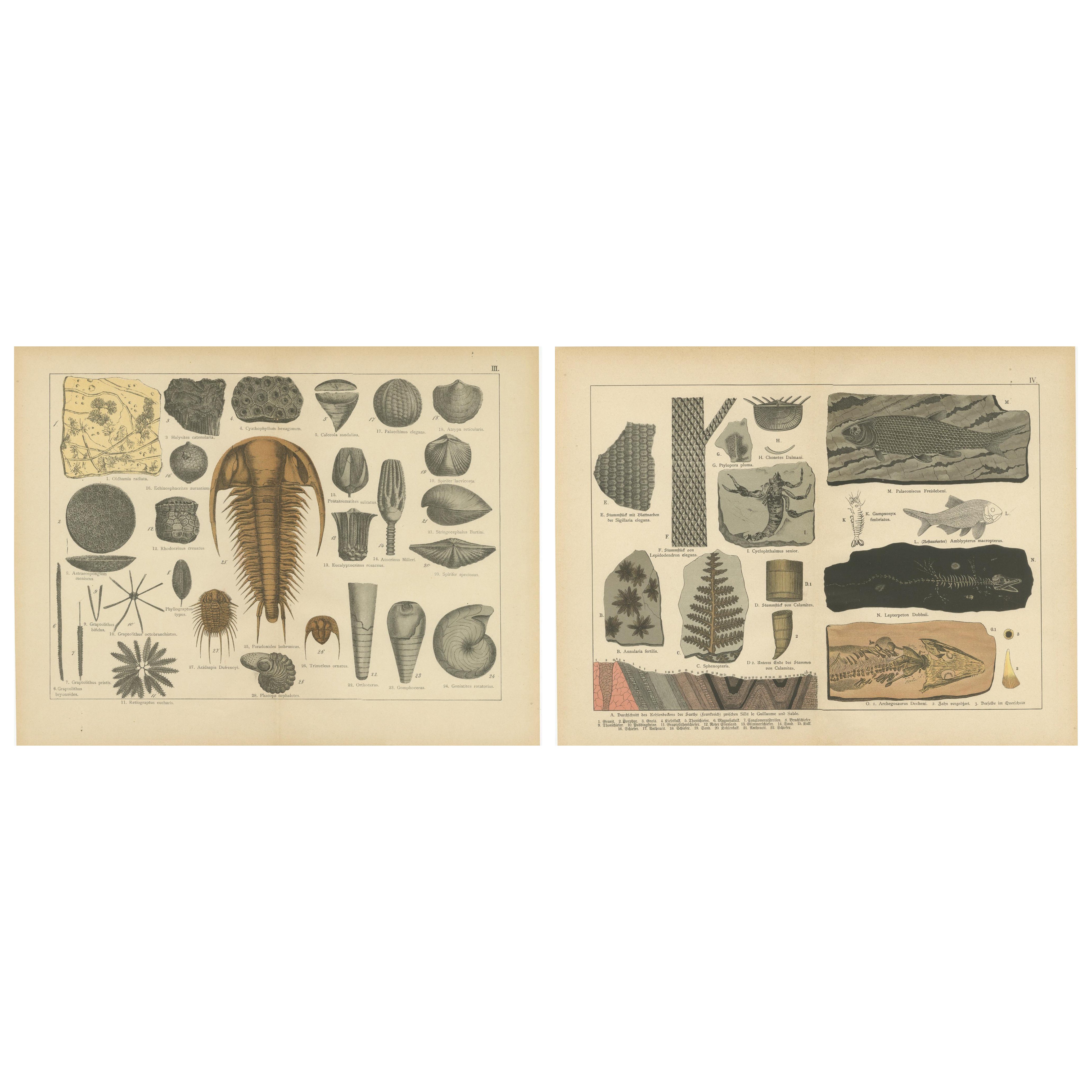 Stampe antiche decorative sui fossili - Trilobiti, crinoidi e falde di carbone, 1880