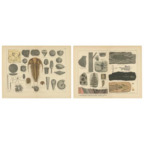 Decorative Antique Fossil Prints – Trilobites, Crinoids & Coal Measures, 1880
