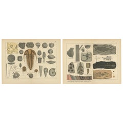 Stampe antiche decorative sui fossili - Trilobiti, crinoidi e falde di carbone, 1880
