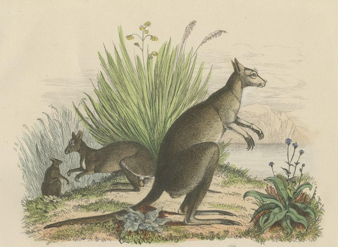Grabado decorativo antiguo coloreado a mano de dos canguros en Australia, 1854 Papel en venta