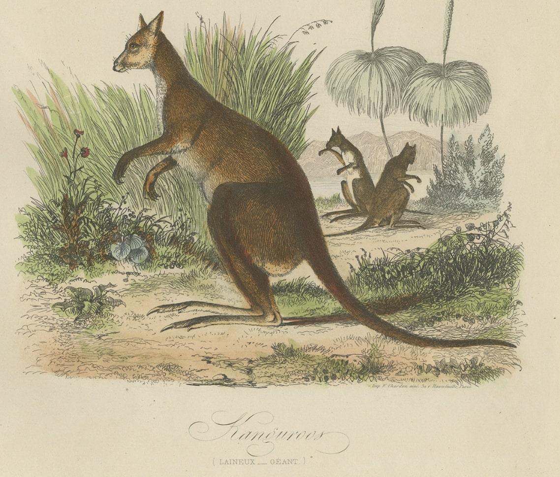 Decorative Antique Handcolored Print of Two Kangaroos in Australia, 1854 For Sale 1