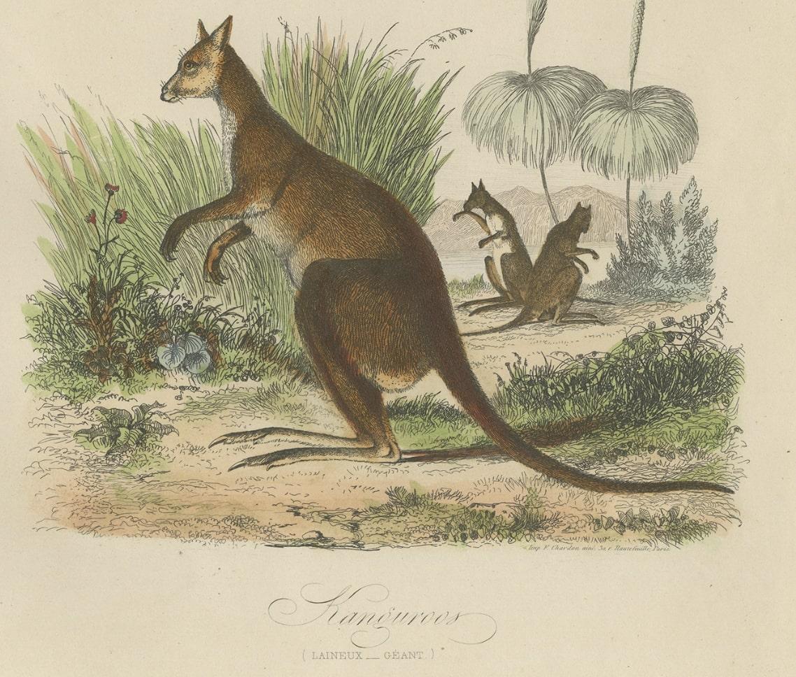 Grabado decorativo antiguo coloreado a mano de dos canguros en Australia, 1854 en venta 1