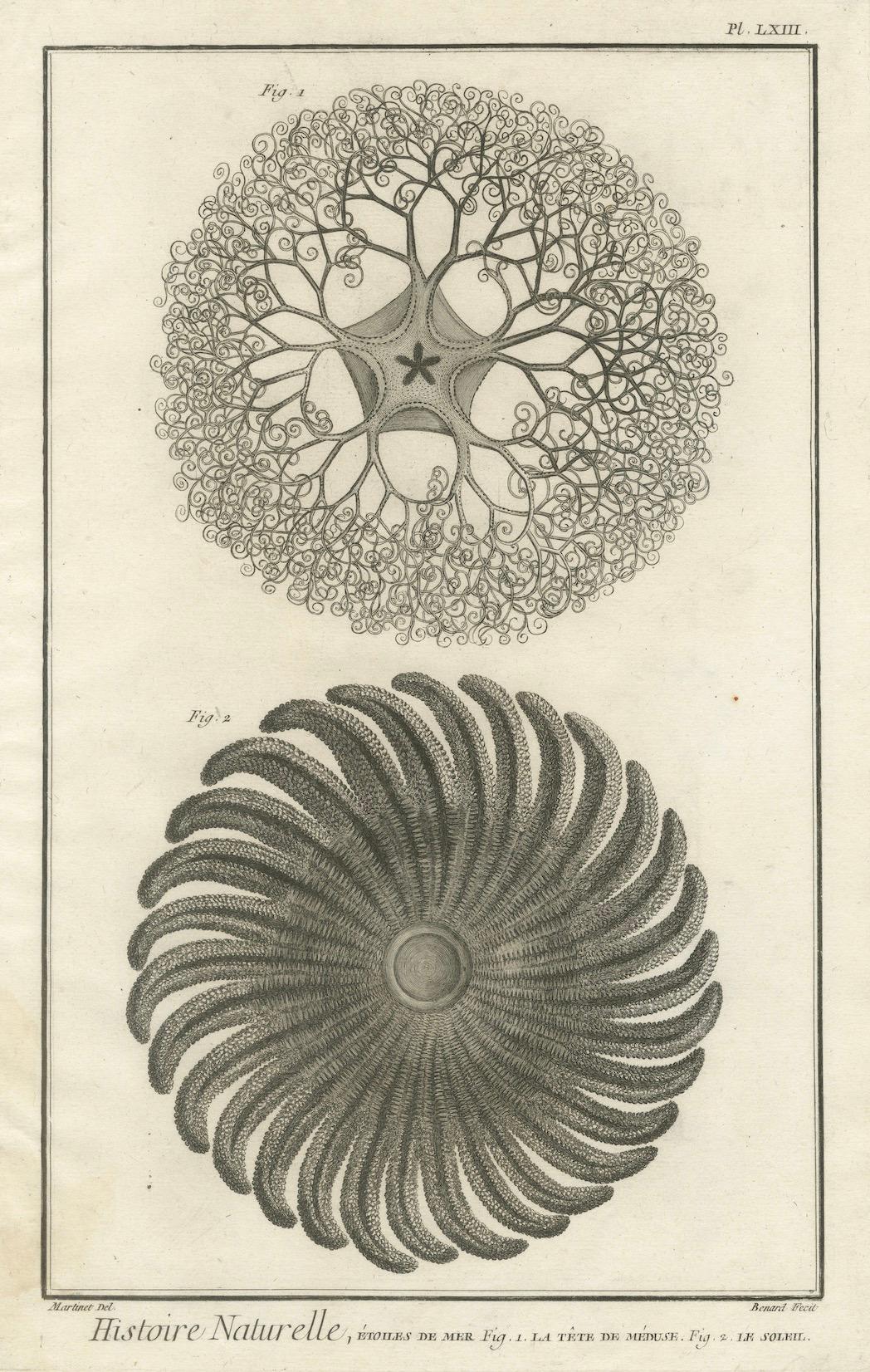 French Decorative Antique Marine Prints – Pair of Starfish & Echinoderms, c.1770 For Sale