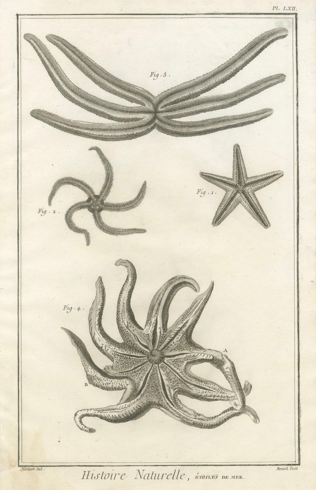 Engraved Decorative Antique Marine Prints – Pair of Starfish & Echinoderms, c.1770 For Sale