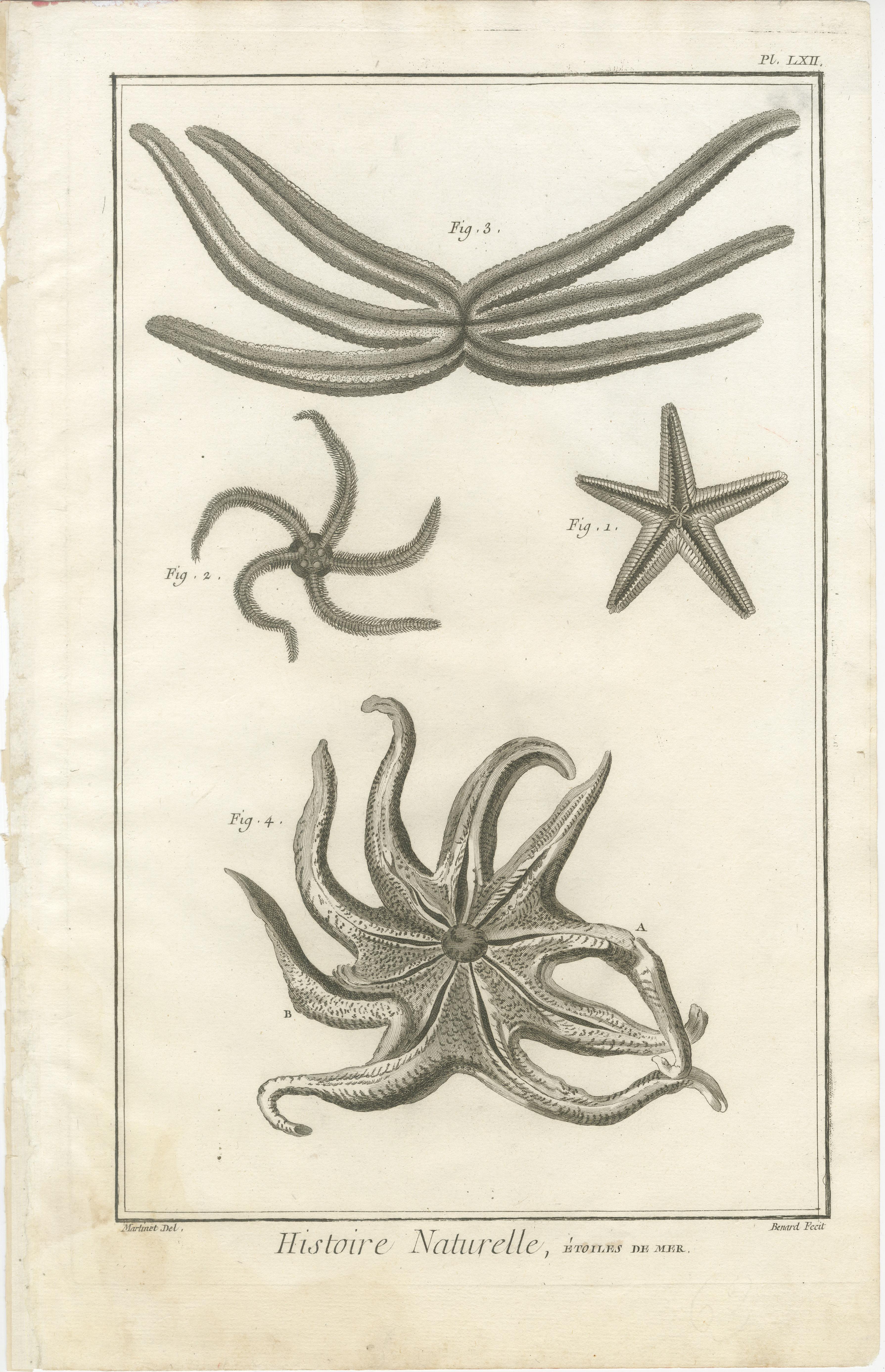 Decorative Antique Marine Prints – Pair of Starfish & Echinoderms, c.1770 In Good Condition For Sale In Langweer, NL