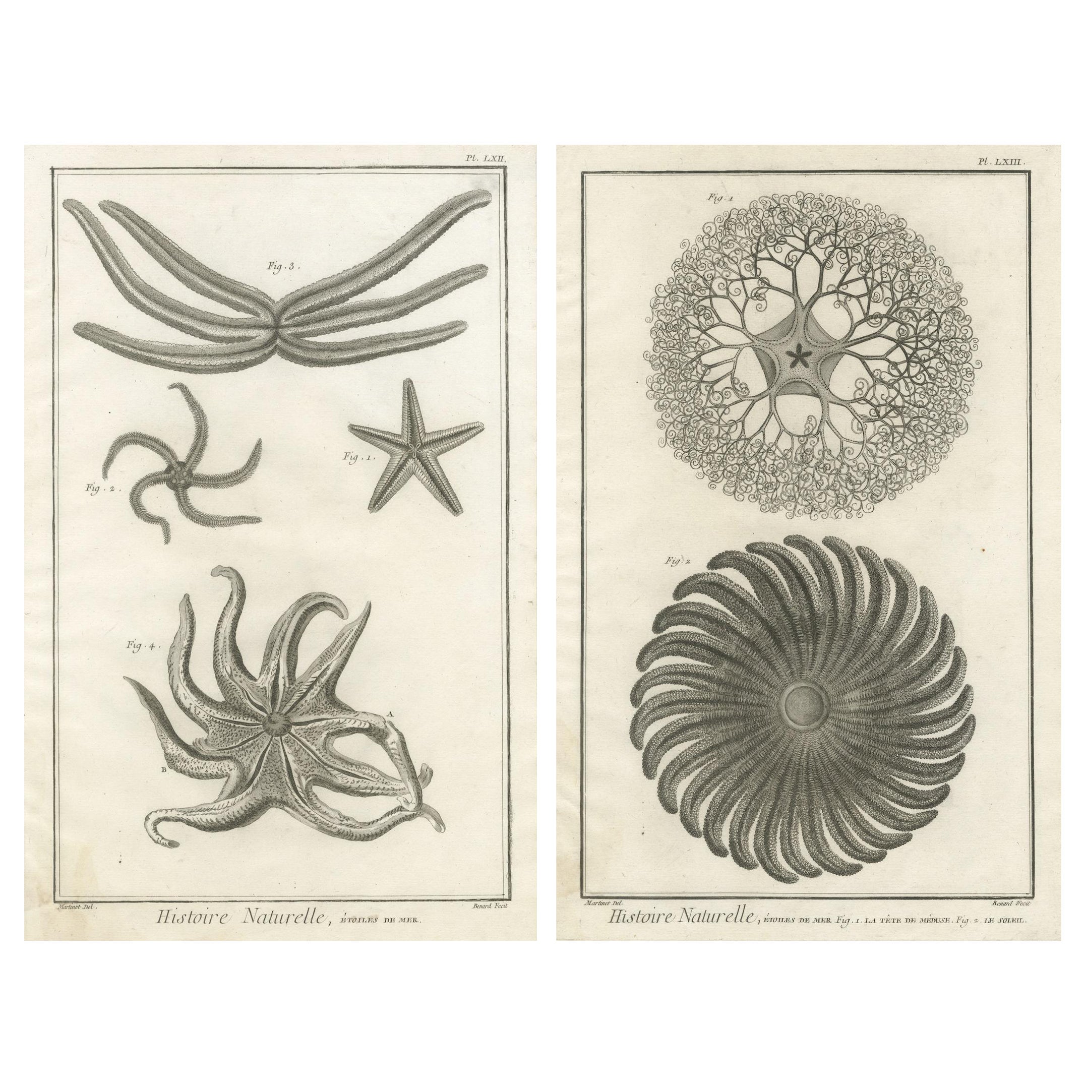 Decorative Antique Marine Prints – Pair of Starfish & Echinoderms, c.1770