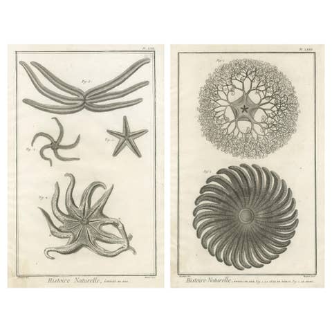 Decorative Antique Marine Prints – Pair of Starfish & Echinoderms, c.1770