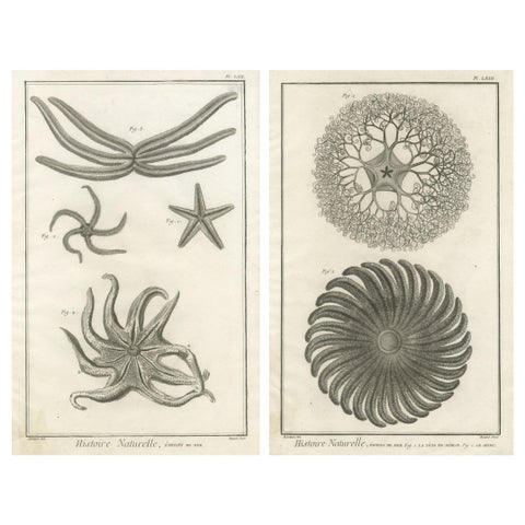 Decorative Antique Marine Prints, Pair of Starfish & Echinoderms, c.1770