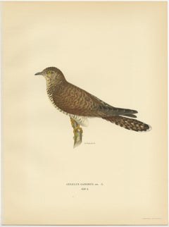 Impression ancienne décorative d'un oiseau de parasite, The Female Common Cuckoo, 1927