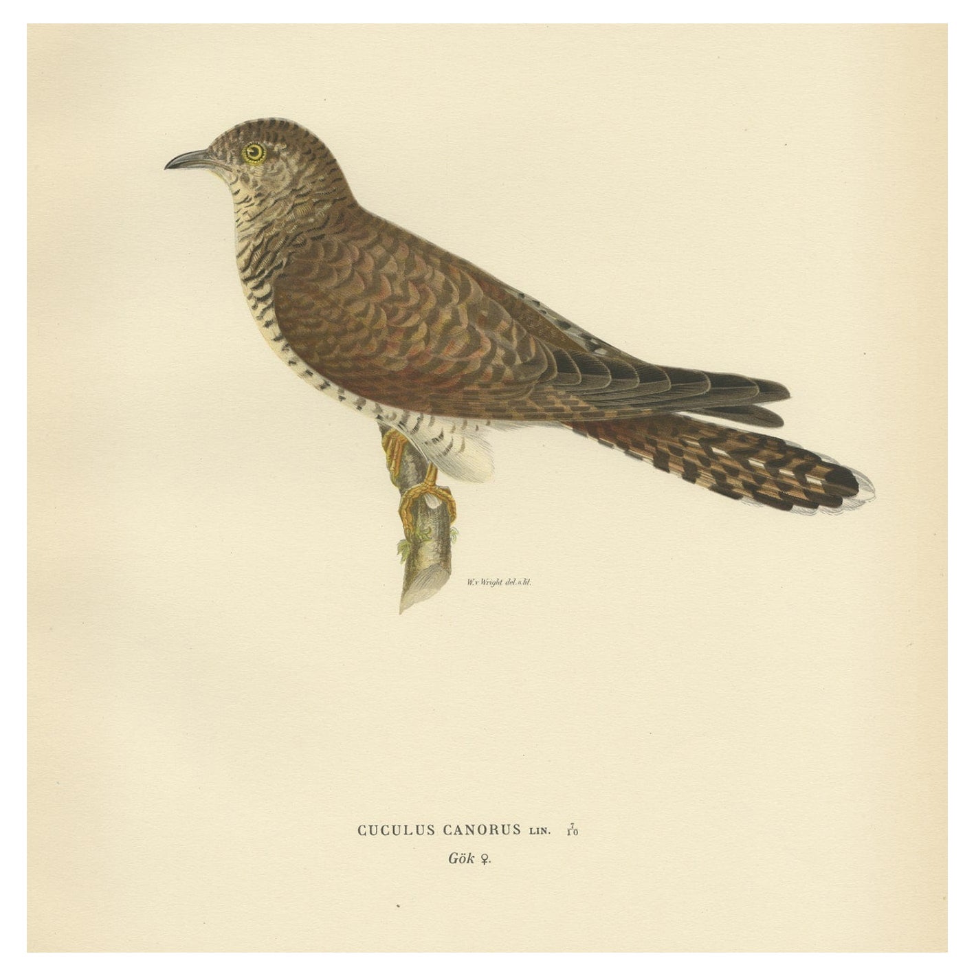 Dekorativer antiker Druck eines Parasitvogels „The Female Common Cuckoo“, 1927