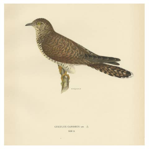 Decorative Antique Print of a Parasite Bird The Female Common Cuckoo, 1927