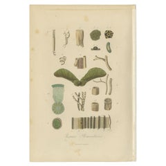 Decorative Antique Print of Nature of Various Organisms, 1854