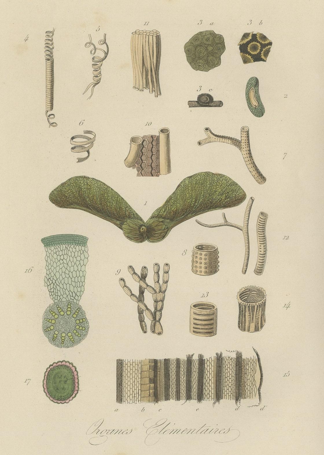 Decorative Antique Print of Nature of Various Organisms, 1854