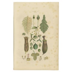 Impression ancienne décorative de diverses fleurs, oiseaux, feuilles et autres, 1854