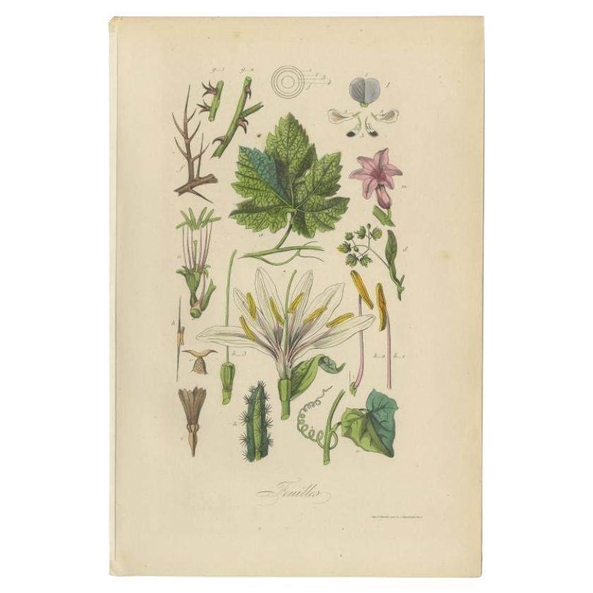 Stampa antica dal titolo 'Feuilles'. Stampa di varie foglie. Questa stampa proviene da 