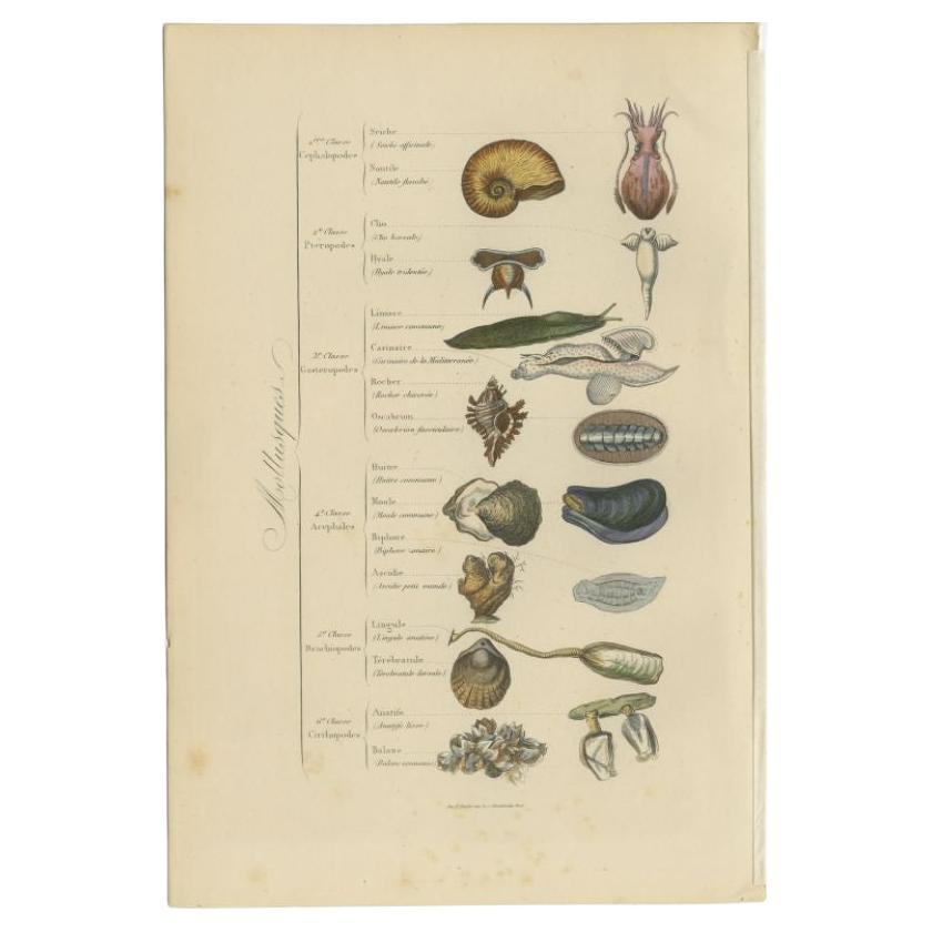 Antique print titled 'Mollusques'. Print of various molluscs. This print originates from 'Musée d'Histoire Naturelle' by M. Achille Comte. 

Artists and Engravers: Published by Gustave Havard. 

Condition: Good, general age-related toning and