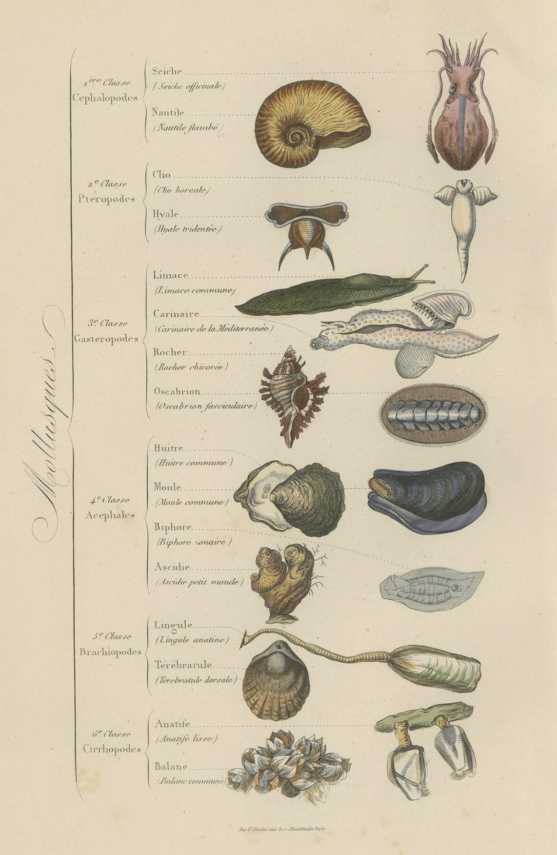 Papier Impression décorative ancienne de diverses mollusques, 1854 en vente