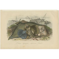 Stampa antica decorativa di Variously Rays, 1854