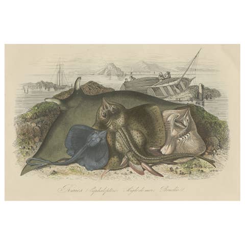 Decorative Antique Print of Various Rays, 1854