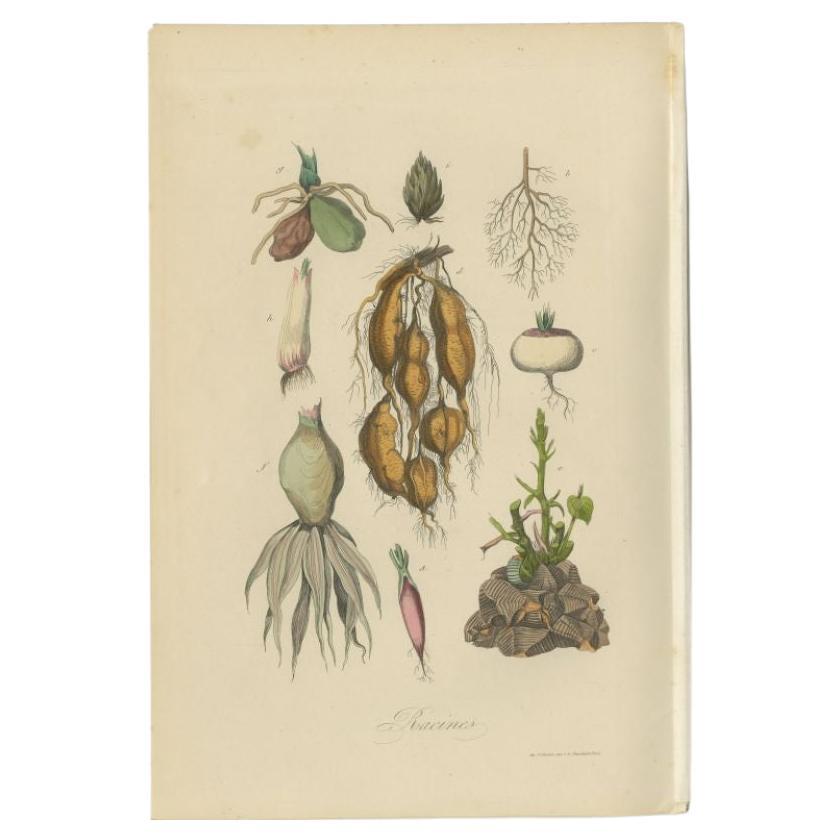 Antique print titled 'Racines'. Print of various roots. This print originates from 'Musée d'Histoire Naturelle' by M. Achille Comte. 

Artists and Engravers: Published by Gustave Havard. 

Condition: Good, general age-related toning and some foxing.