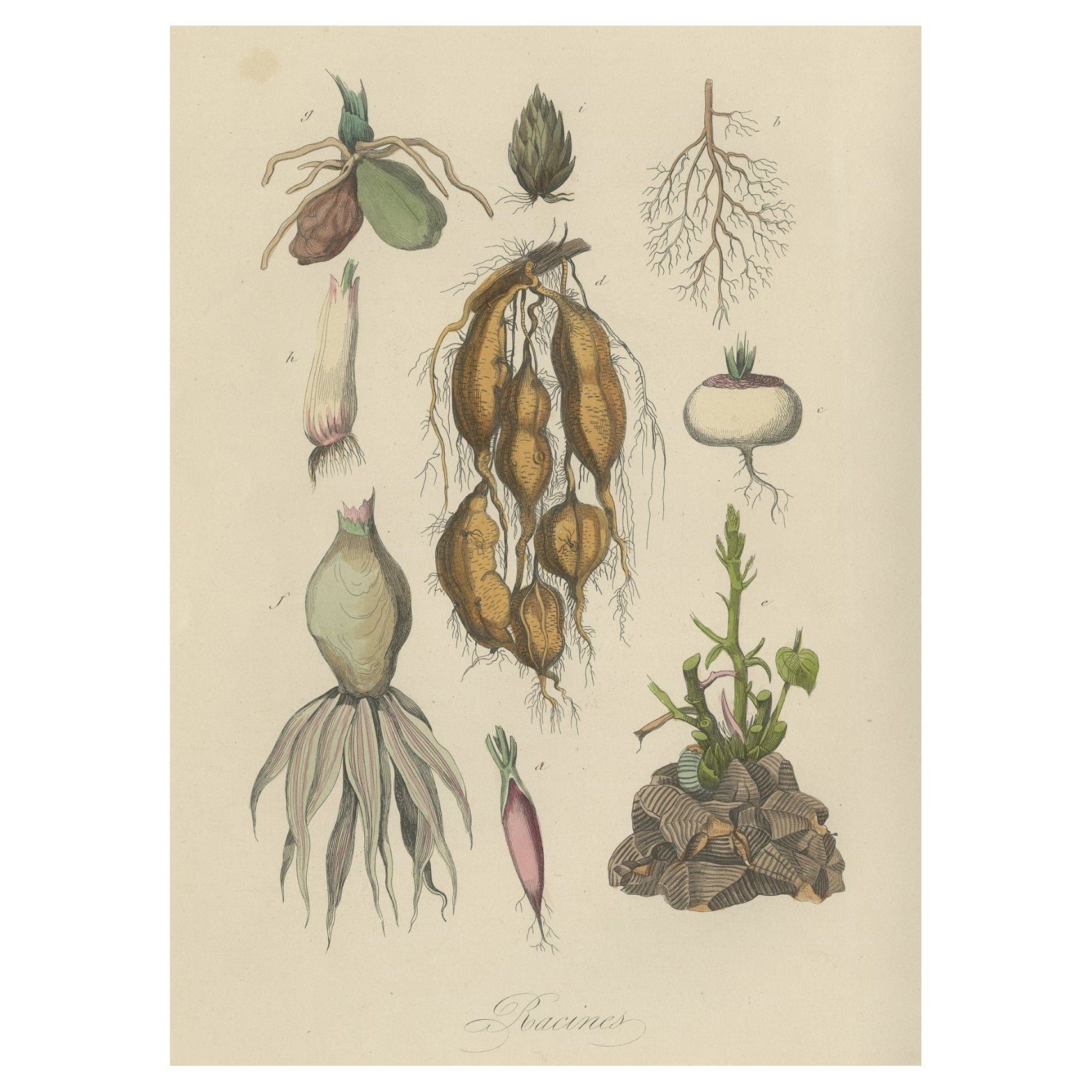 Dekorativer antiker Druck von diversen Roots für einen Gärtner oder Landwirt, 1854