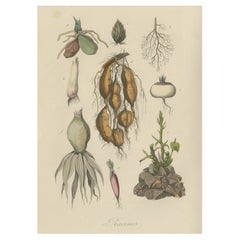 Dekorativer antiker Druck von diversen Roots für einen Gärtner oder Landwirt, 1854