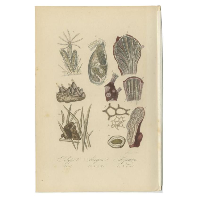 Antique print titled 'Polype, Alcyon, Eponges'. Print of various sponges. This print originates from 'Musée d'Histoire Naturelle' by M. Achille Comte. 

Artists and Engravers: Published by Gustave Havard. 

Condition: Good, general age-related
