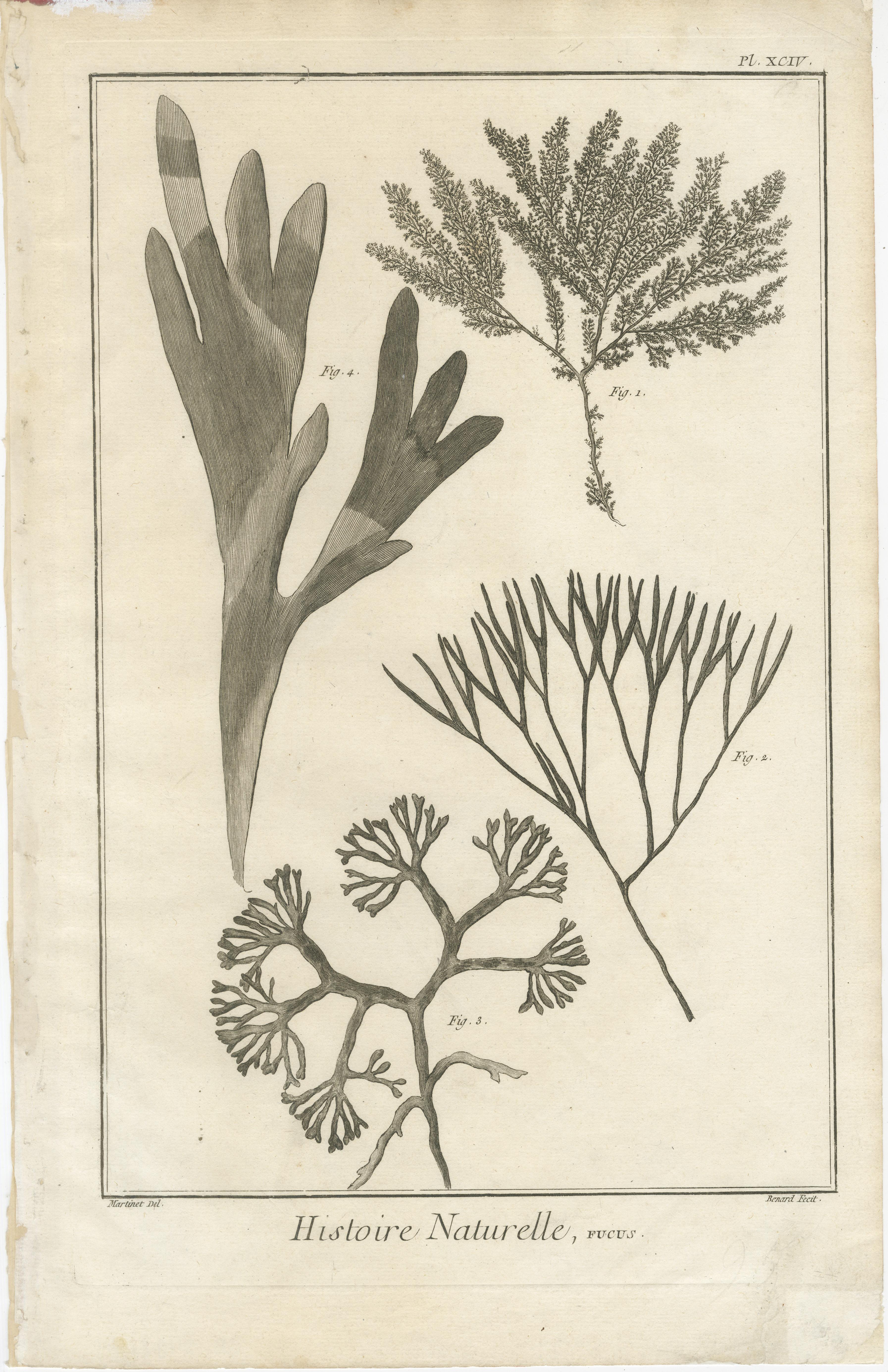 Paire de gravures anciennes de plantes marines et de formes de cactus tirées de l'Encyclopédie de Diderot, vers 1770

Paire de gravures sur cuivre extraites de la monumentale Encyclopédie ou Dictionnaire raisonné des sciences, des arts et des