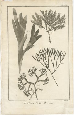 Decorative Antique Prints – Marine Plants and Cactus Engravings, c.1770
