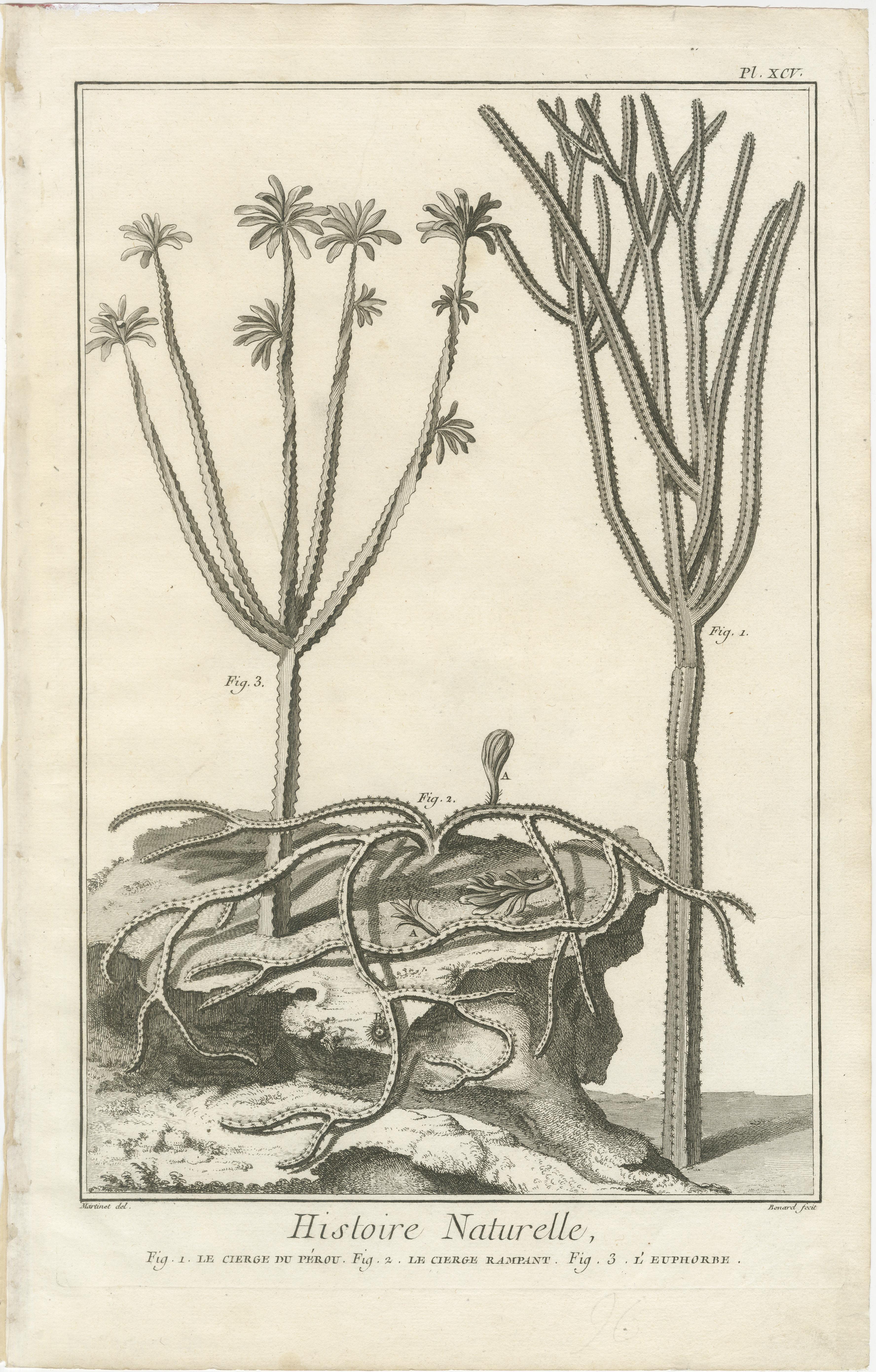 Français Gravures anciennes décoratives - Gravures de plantes marines et de cactus, c.1770 en vente