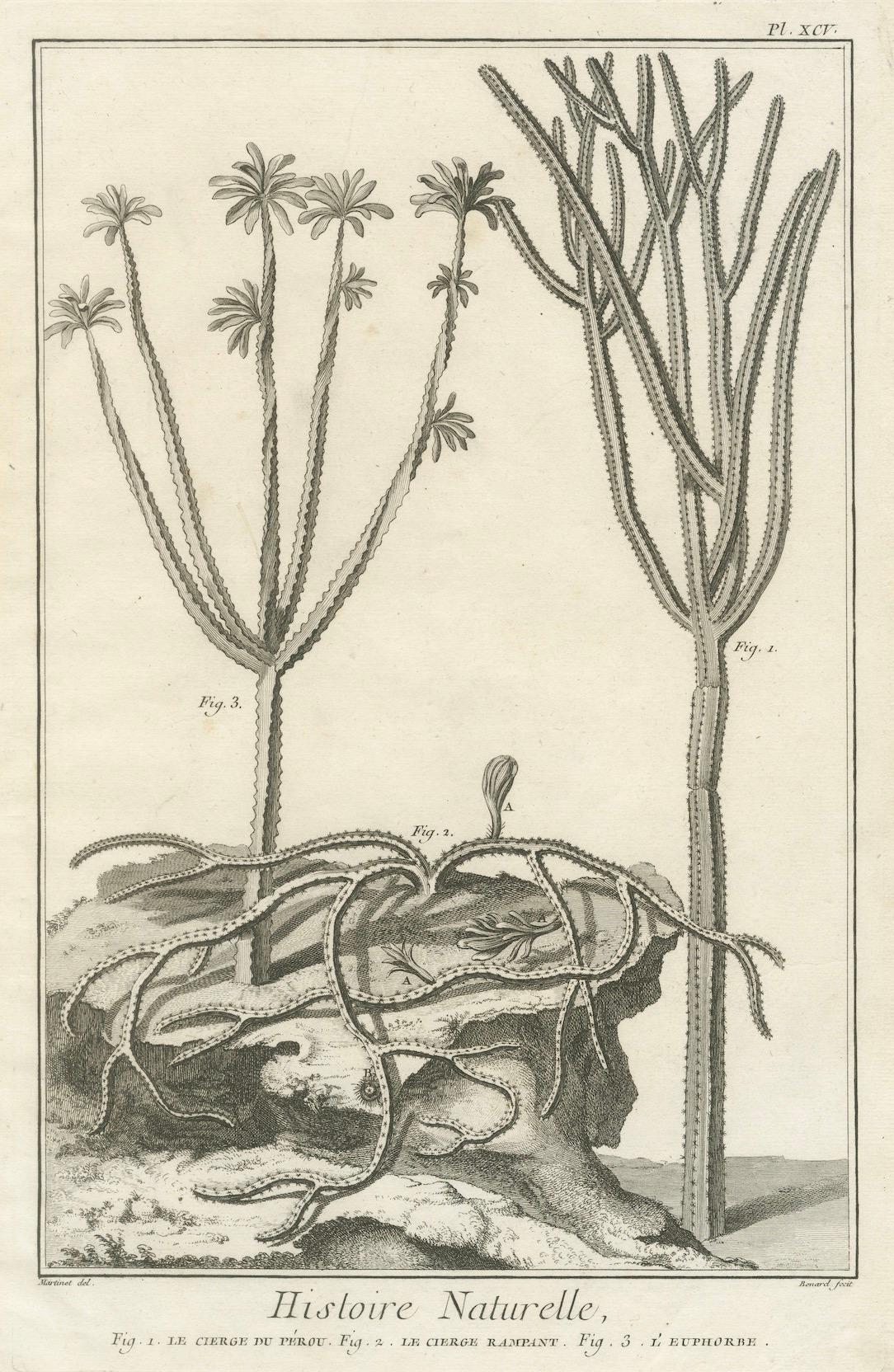 Gravé Gravures anciennes décoratives - Gravures de plantes marines et de cactus, c.1770 en vente
