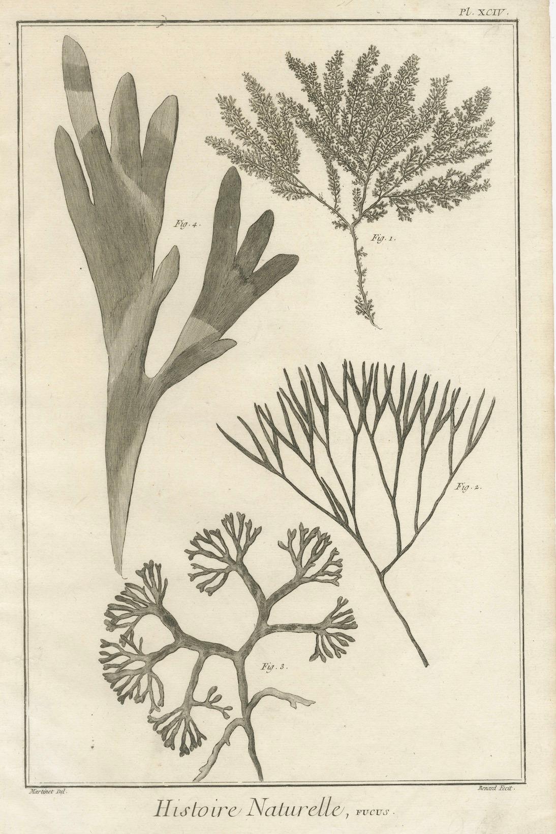 Gravures anciennes décoratives - Gravures de plantes marines et de cactus, c.1770 Bon état - En vente à Langweer, NL