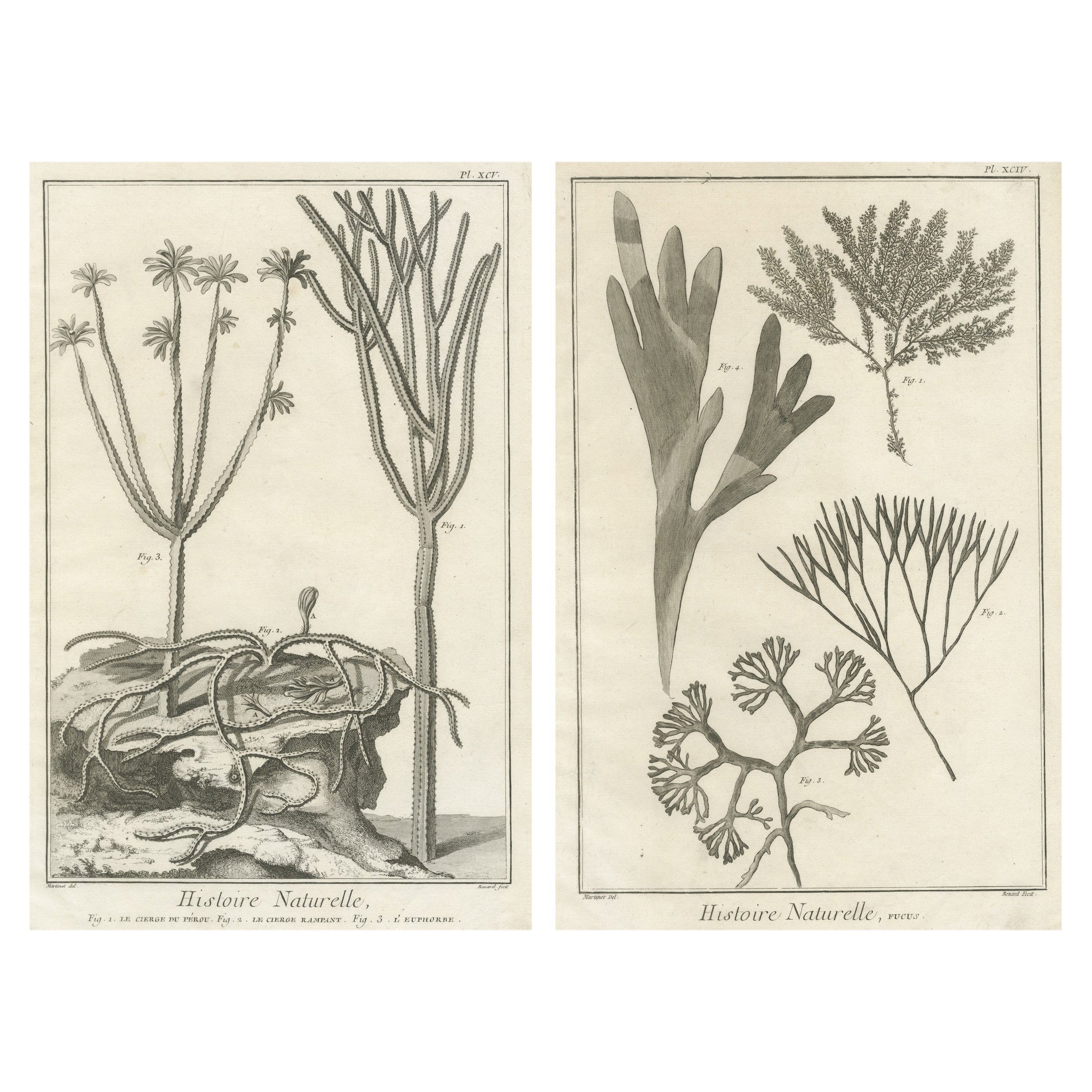 Decorative Antique Prints – Marine Plants and Cactus Engravings, c.1770