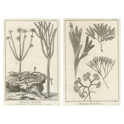 Decorative Antique Prints – Marine Plants and Cactus Engravings, c.1770