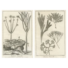 Decorative Antique Prints – Marine Plants and Cactus Engravings, c.1770