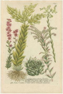 Dekorativer botanischer Stich mit Sedum und Sukkulenten, 1737