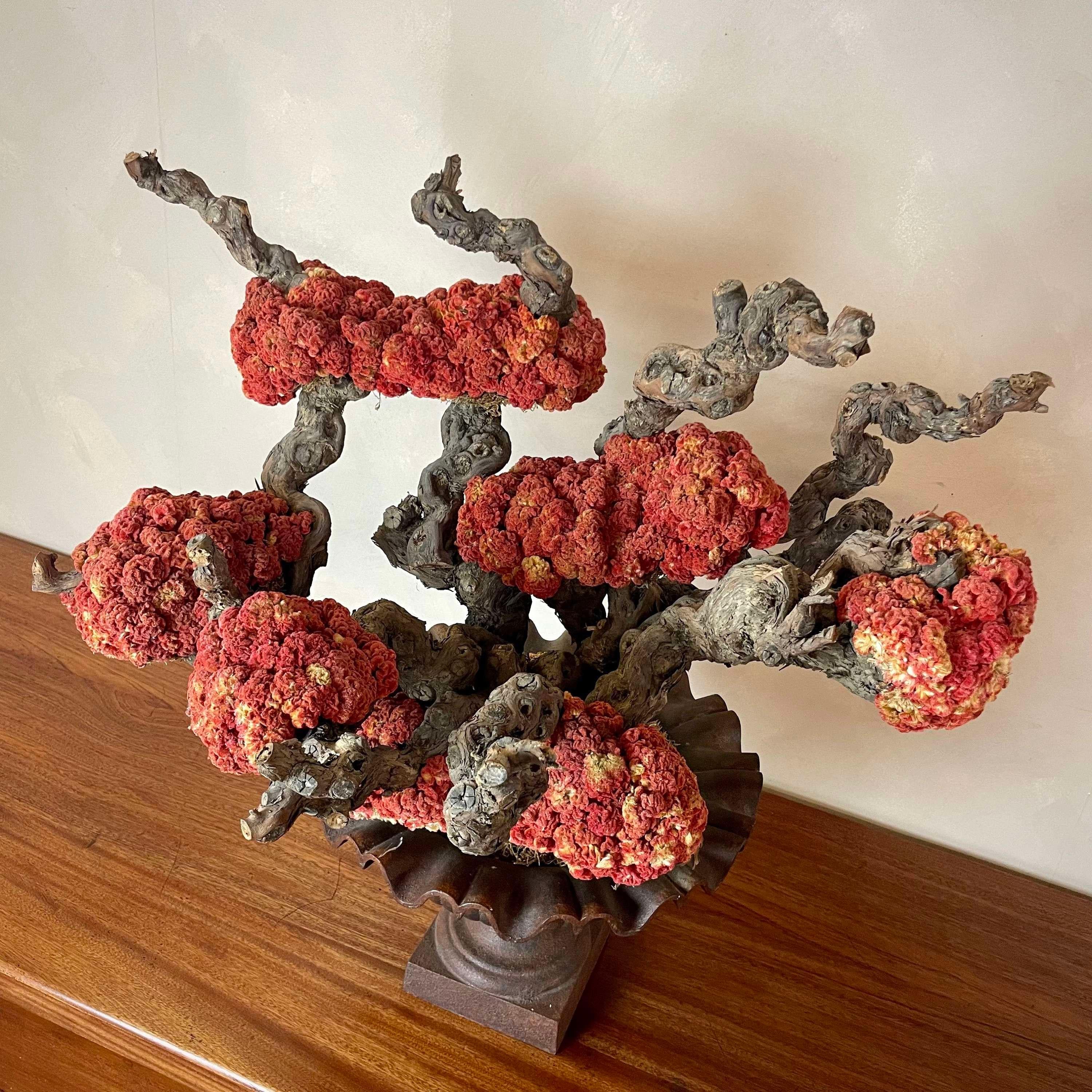 English Decorative Centre Piece -Celosia Cristata Bonsai For Sale