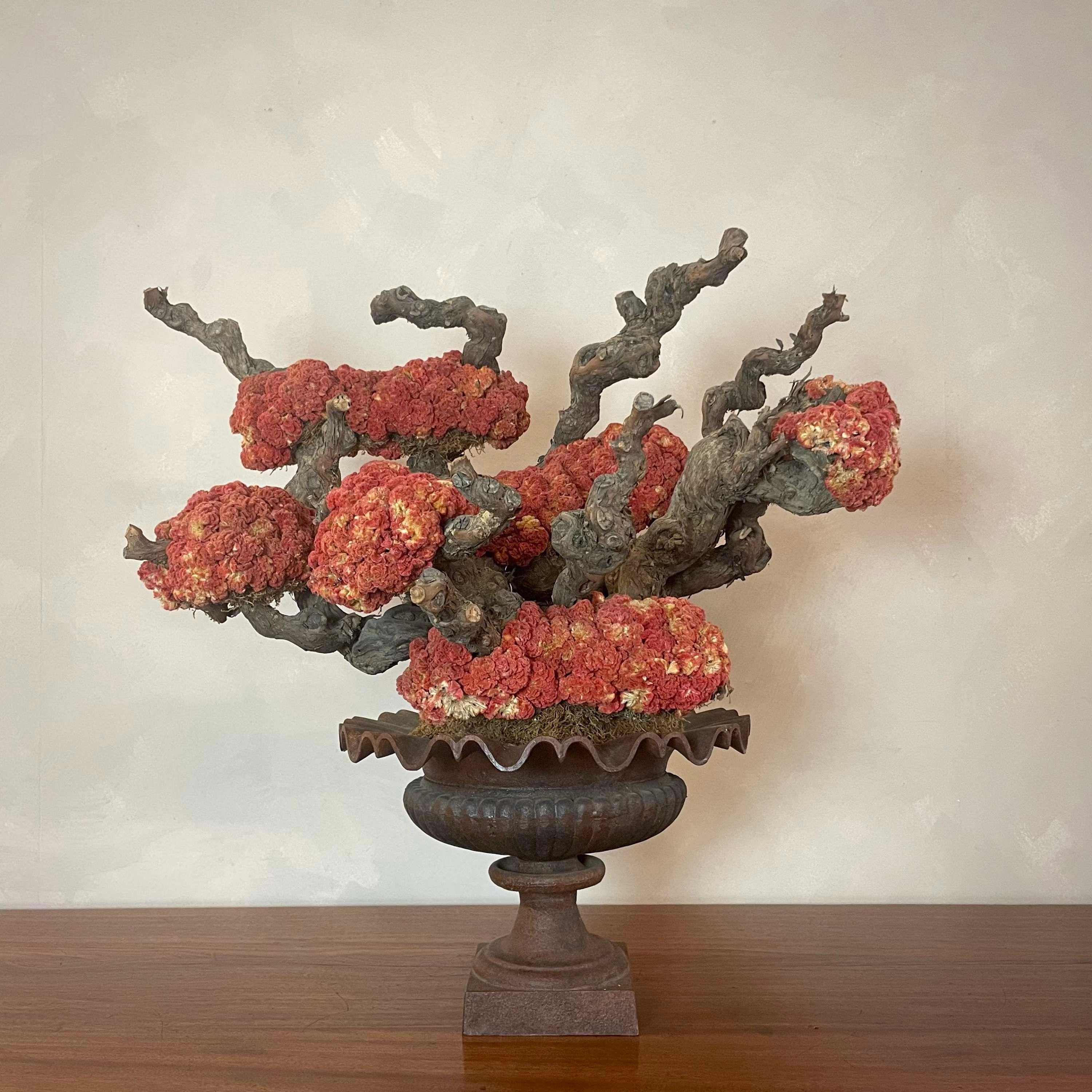 Wood Decorative Centre Piece -Celosia Cristata Bonsai For Sale