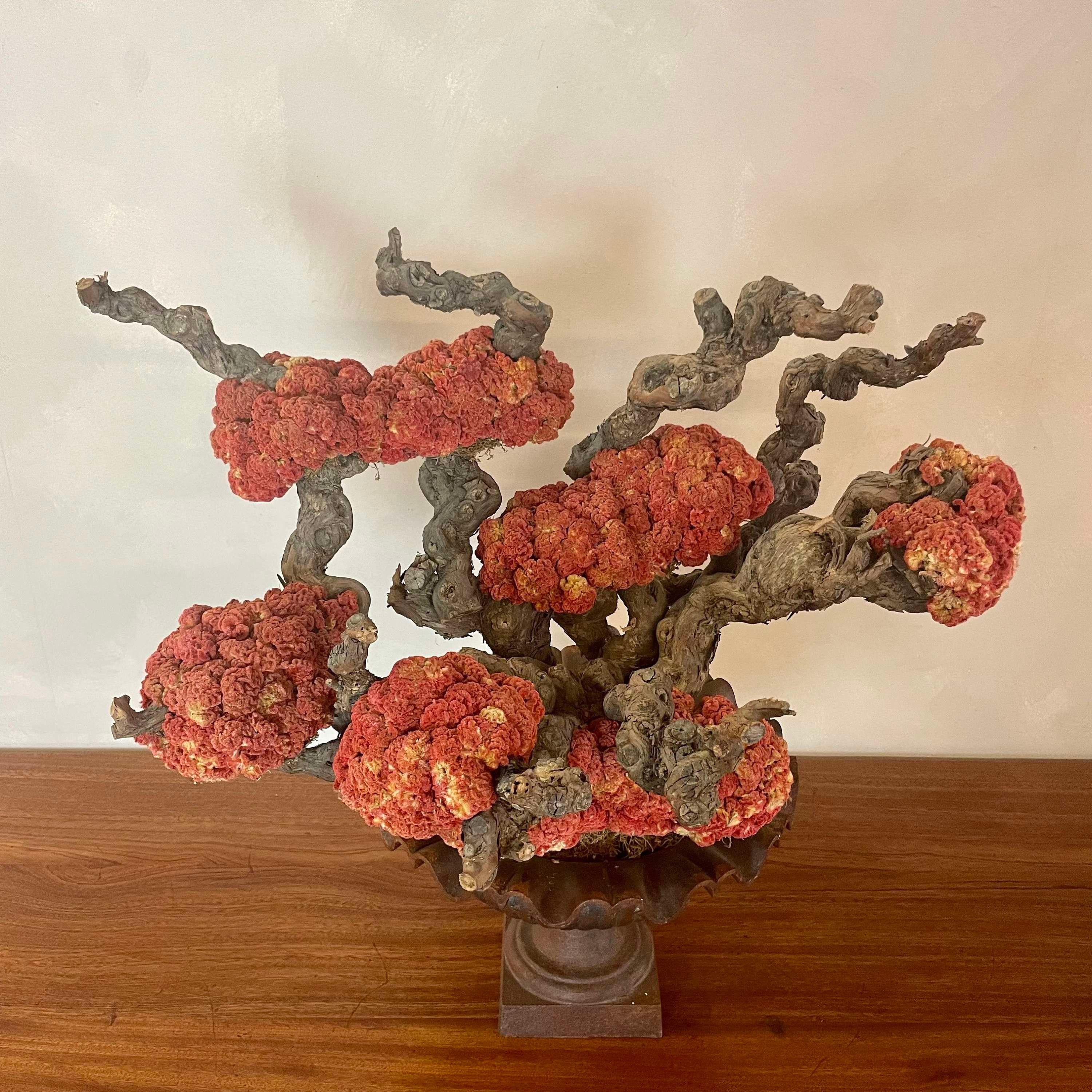 Decorative Centre Piece -Celosia Cristata Bonsai For Sale 1